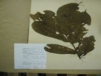 Herbarium sample